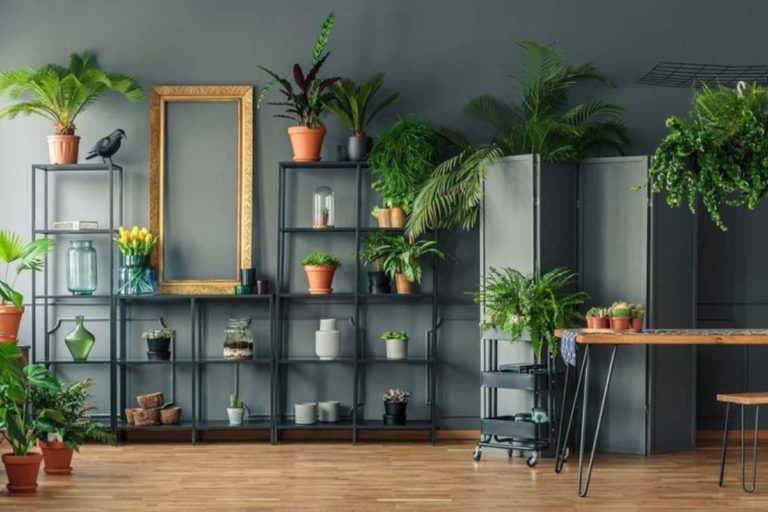 Benefícios da Decoração com Plantas Vivas